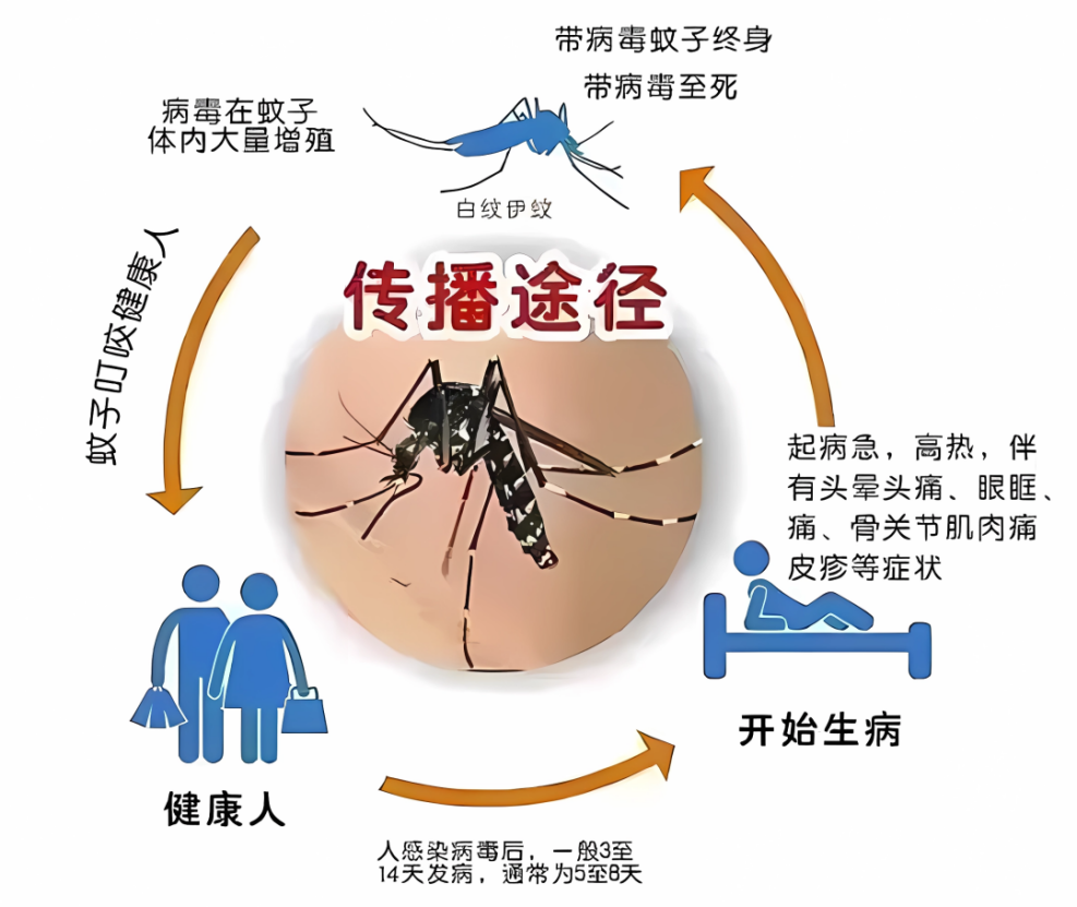 远离登革热，我们在行动！——海口市山高幼儿园开展预防登革热爱国卫生运动行动-图片42