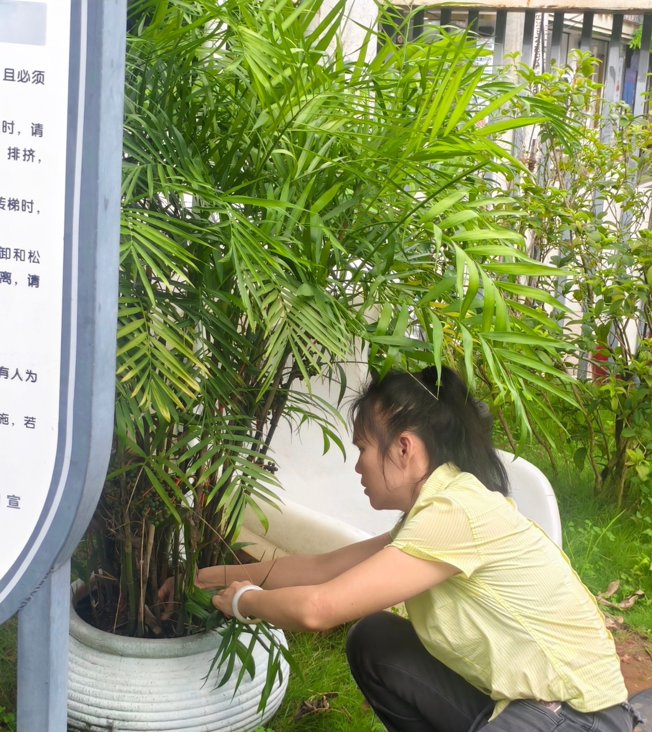 远离登革热，我们在行动！——海口市山高幼儿园开展预防登革热爱国卫生运动行动-图片28