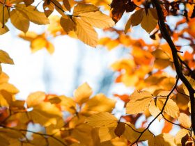 文章中添加幻灯